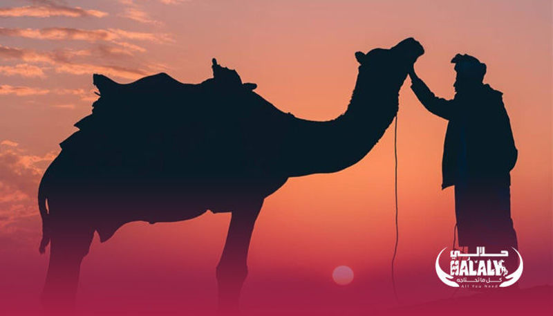 We love Camels! We love Camels!